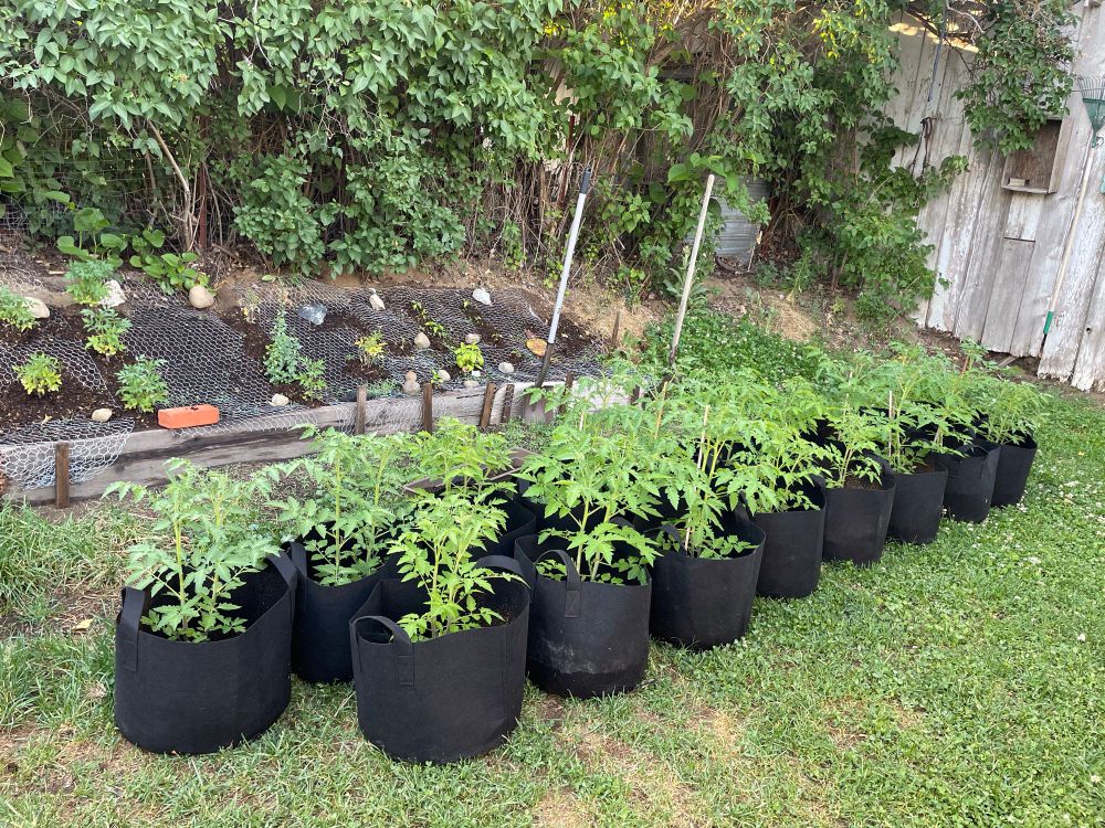 18 black fabric bags on grass in a backyard, with at least one tomato plant in each bag but sometimes 3-4, there are more plants in the background on a bank with wood planks holding the dirt back
