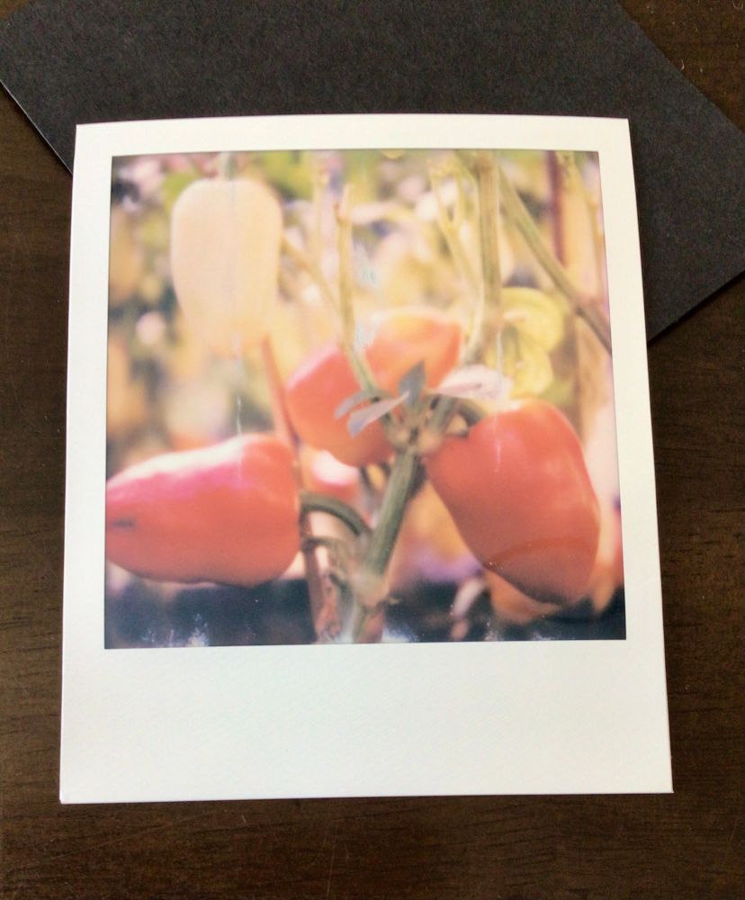Red/orange peppers with an unripe green one in the background on Polaroid film