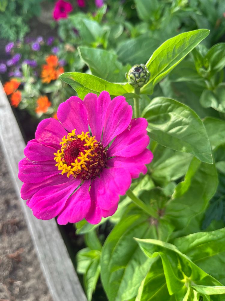 One bright fuchsia pink elegant zinnia with a yellow center and green leaves 