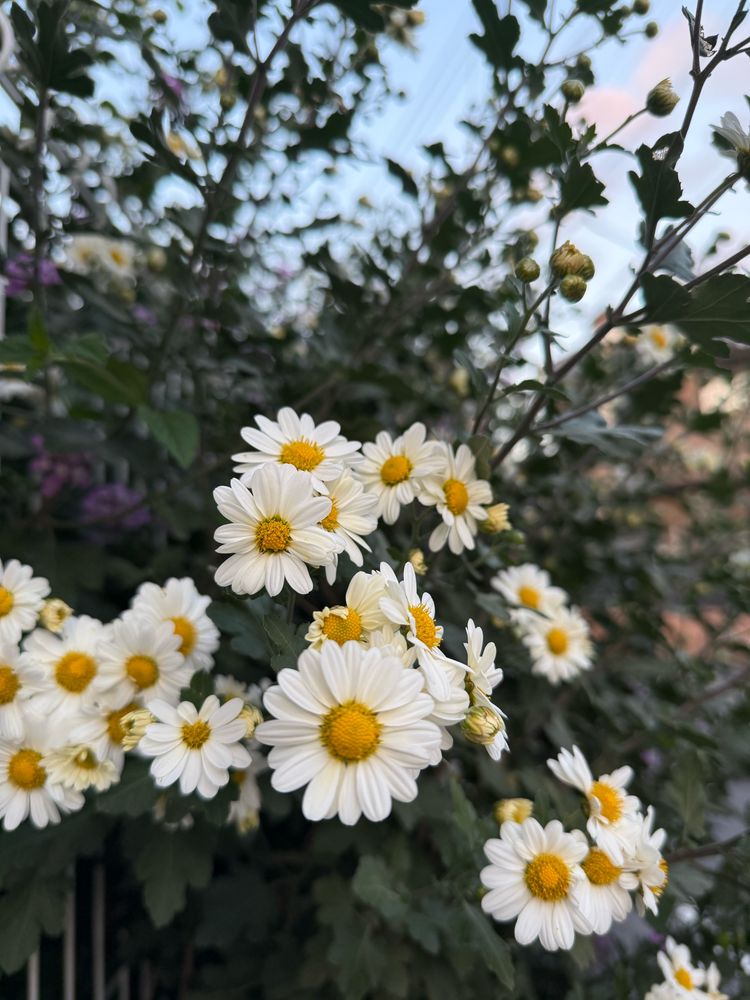 日暮れ前の小菊たち