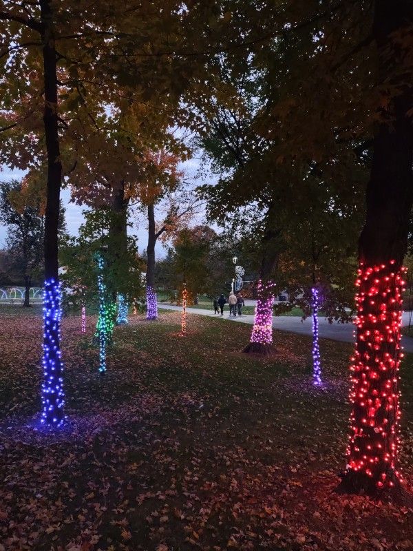 Holiday lights on tree trunks, at Hilde Performance Center at dusk