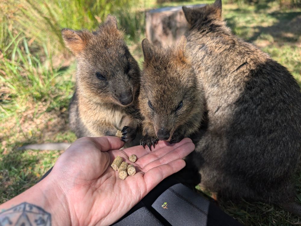 A photo of three quokkas, two eating out of my hand