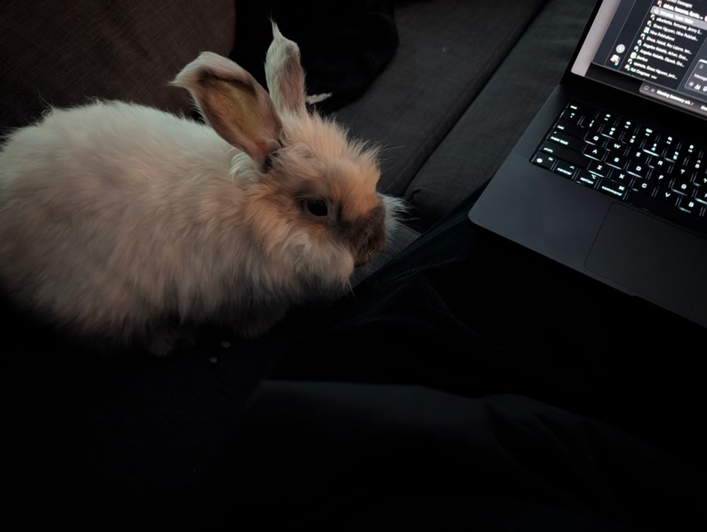 A photo of my lap on a couch, with a MacBook on it and an angora rabbit trying to climb up