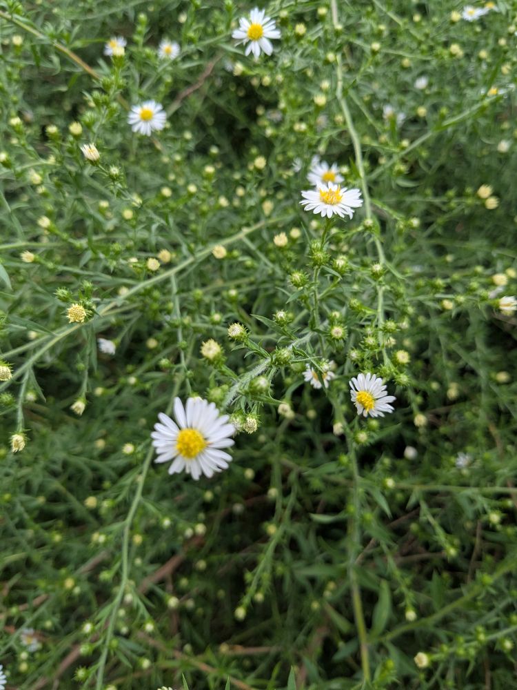 Frost Aster (symphyotrichum pilosum)
