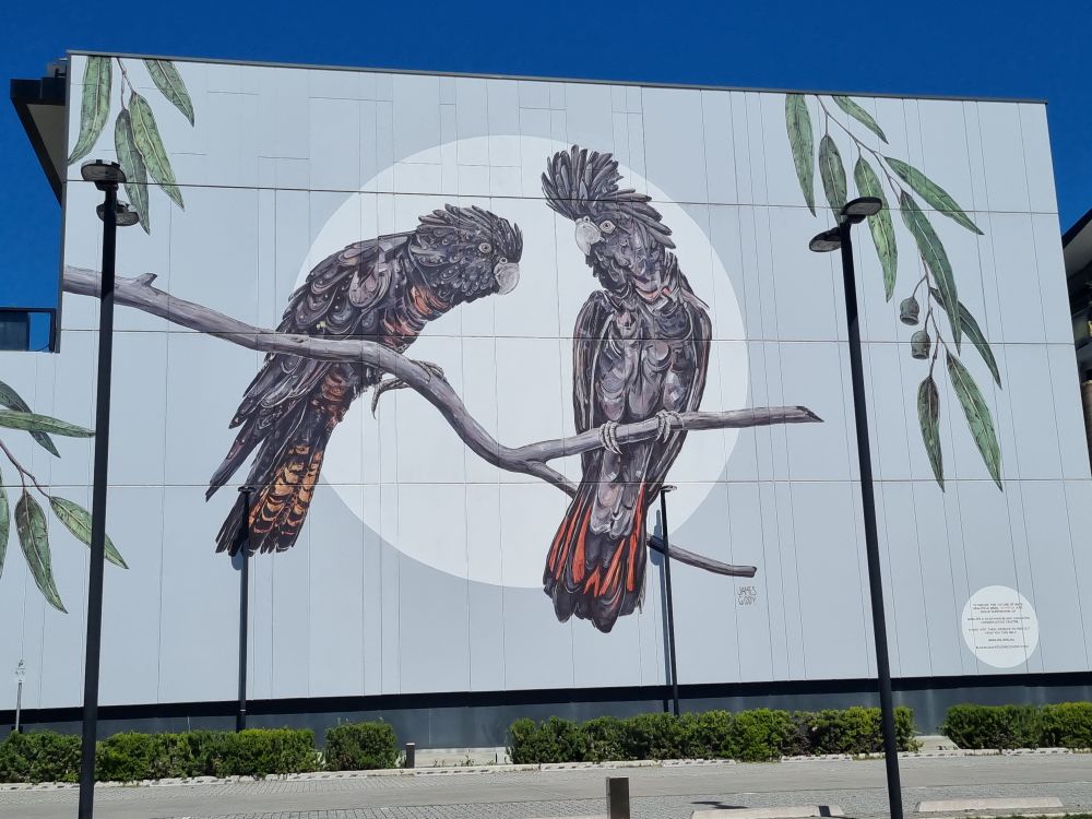 A mural on the side of a building showing two forest red-tailed black cockatoos/ karak sitting on a branch, facing each other 