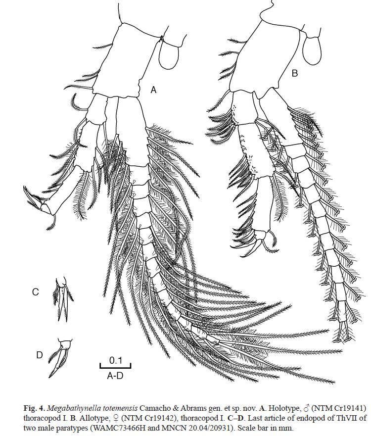 A drawing of a parabathynellid crustacean leg showing numerous setae (sort of sensory hairs that look a bit like feathers)