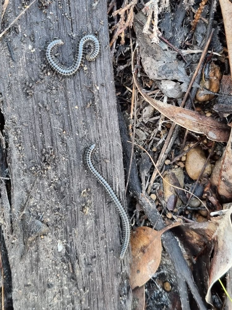 2 black millipedes on a piece of bark. The top one is curled in an "S" shape 