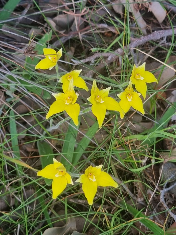 Image is a group of bright yellow flowers