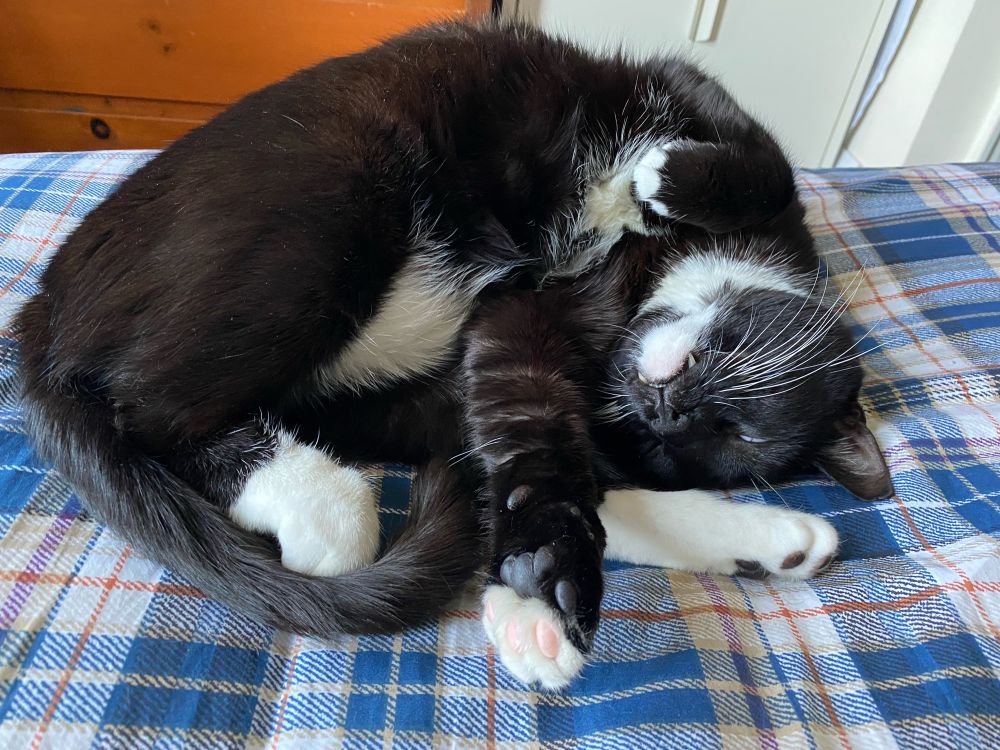 A tuxedo cat sleeping on a bed with a plaid bedcover
