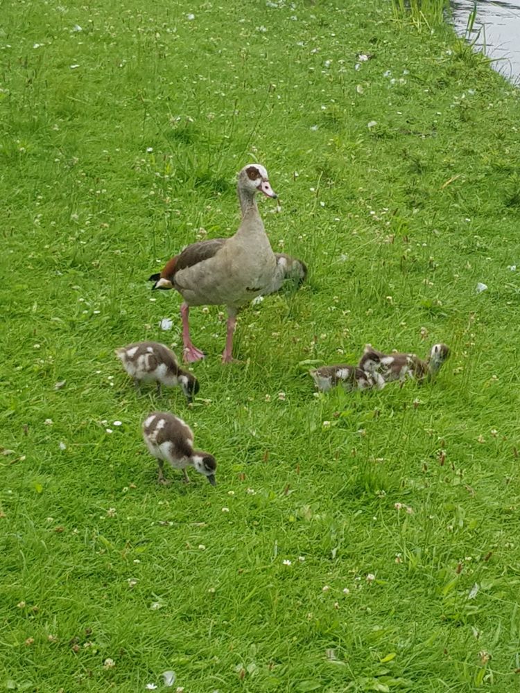 Gans mit 5 Küken auf einer Wiese