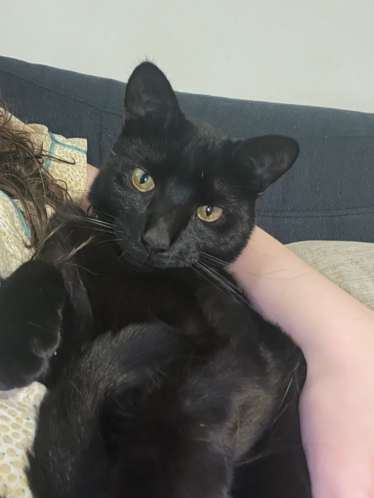 Mark 🐈‍⬛ curled up in my arm