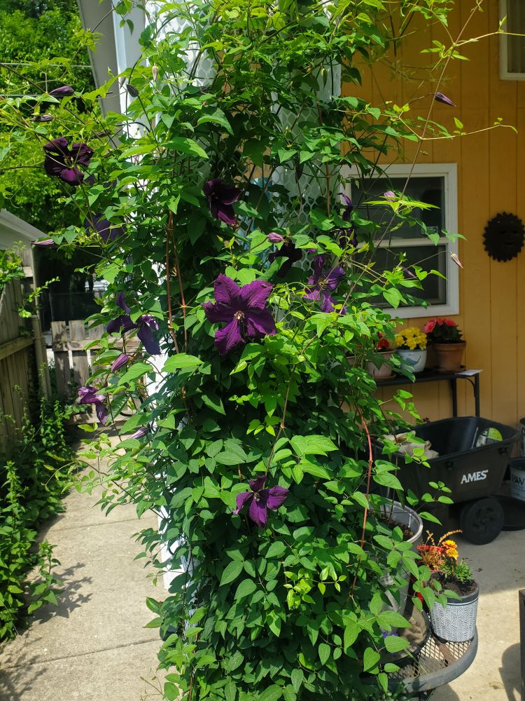 Bushy climate vine, almost 6 feet tall, with deep purple blooms