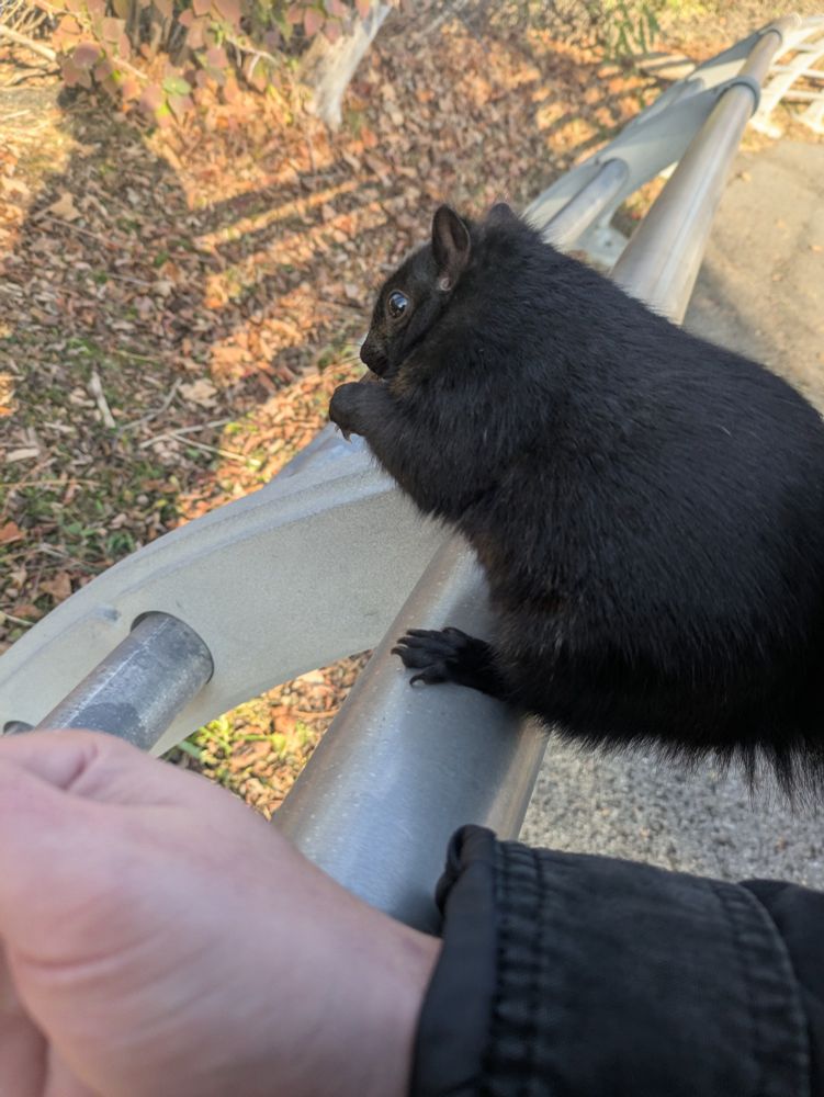 A brave black squirrel eating a treat that I gave it. 