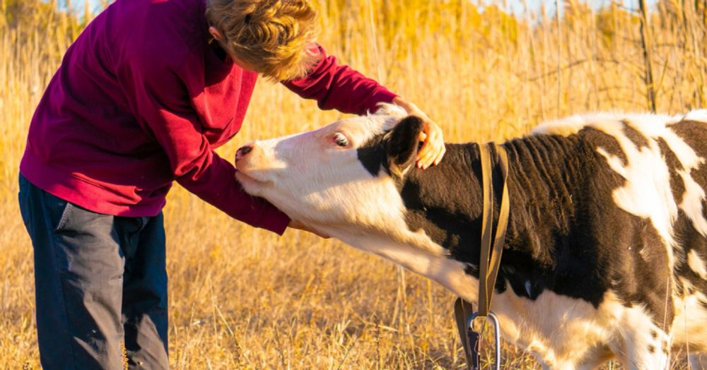 Why You Should Consider Hugging a Cow