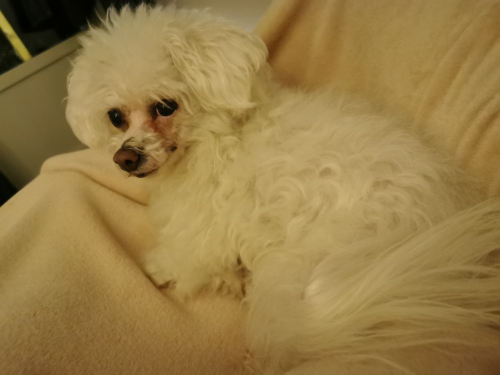 Lilla fluffiga hunden ligger mellan mina ben på en rosa filt (mina ben är under filten). Hon tittar bakåt mot kameran, hon har stora mörka ögon och en brun nos. 