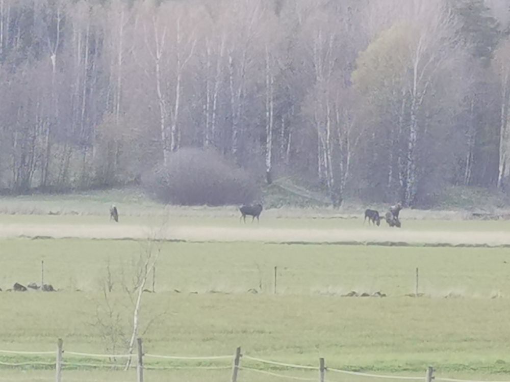 Fem älgar svinlångt bort, trots rejäl inzoomning ser man två fält innan fältet de är på vid skogsbrynet. Älgarna är ändå så små att de ser ut som bruna fläckar, om man kisar och zoomar kan man kanske urskilja att det är älg, men det är ett kasst foto. 
