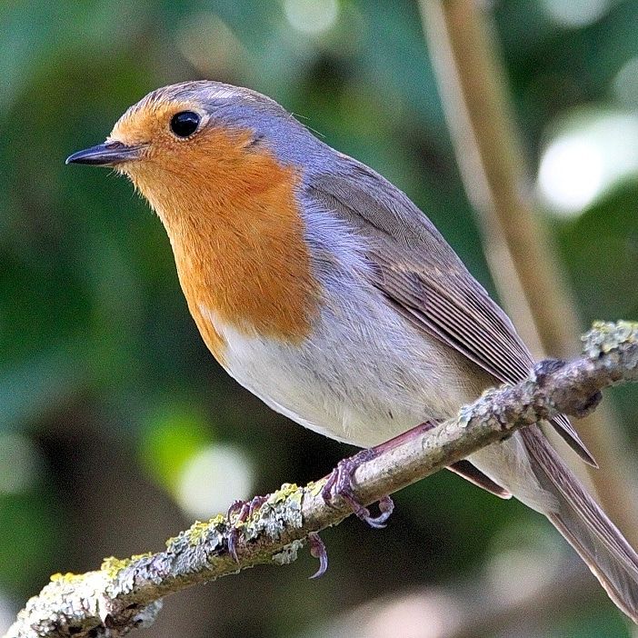 Rotkehlchen auf einem dünnen Ast 