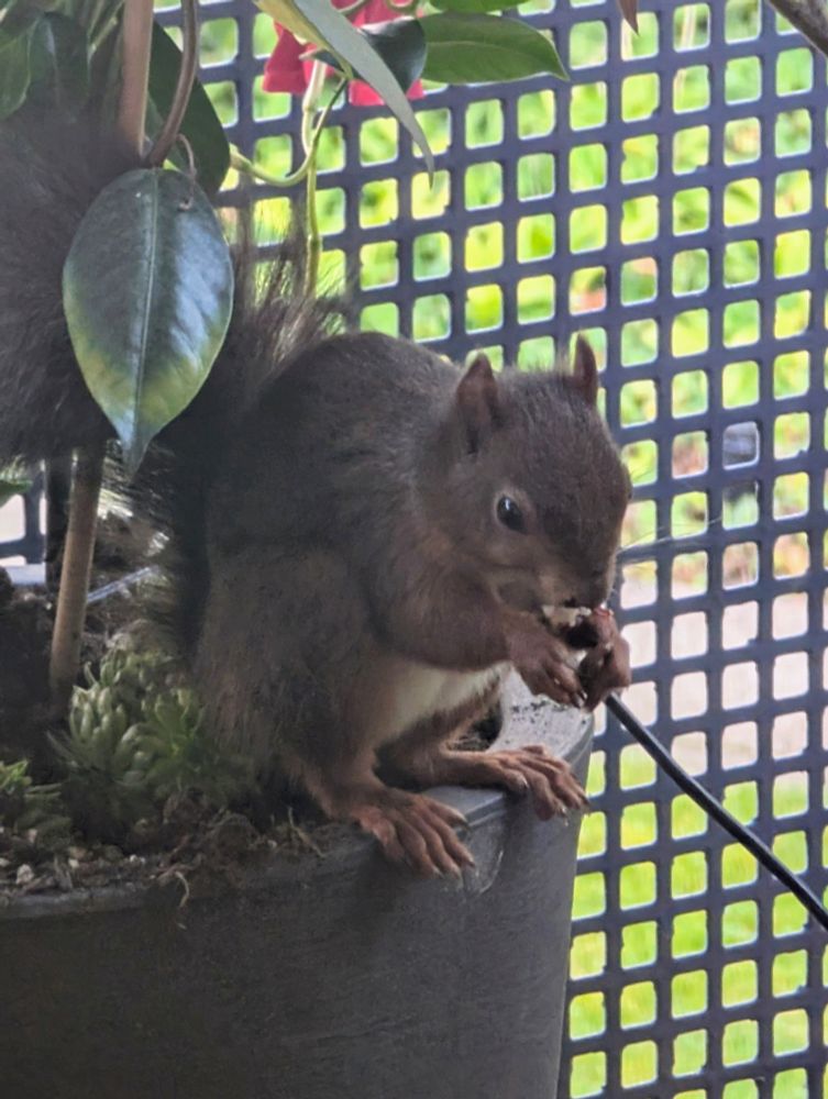 Braunes Eichhörnchen sitzt in einem Blumenkübel und frisst eine Nuss 