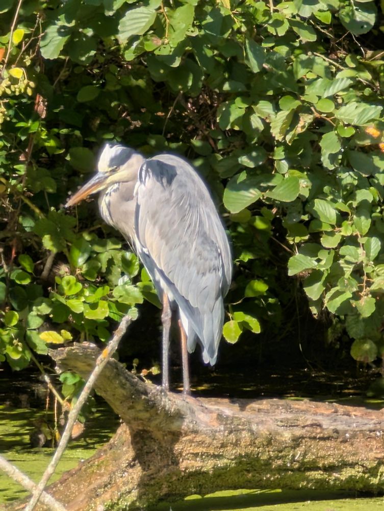 Graureiher sitzt auf einem Baumstumpf der auf dem Wasser liegt. Wasser ist grünlich. Dahinter dichtes Gebüsch 