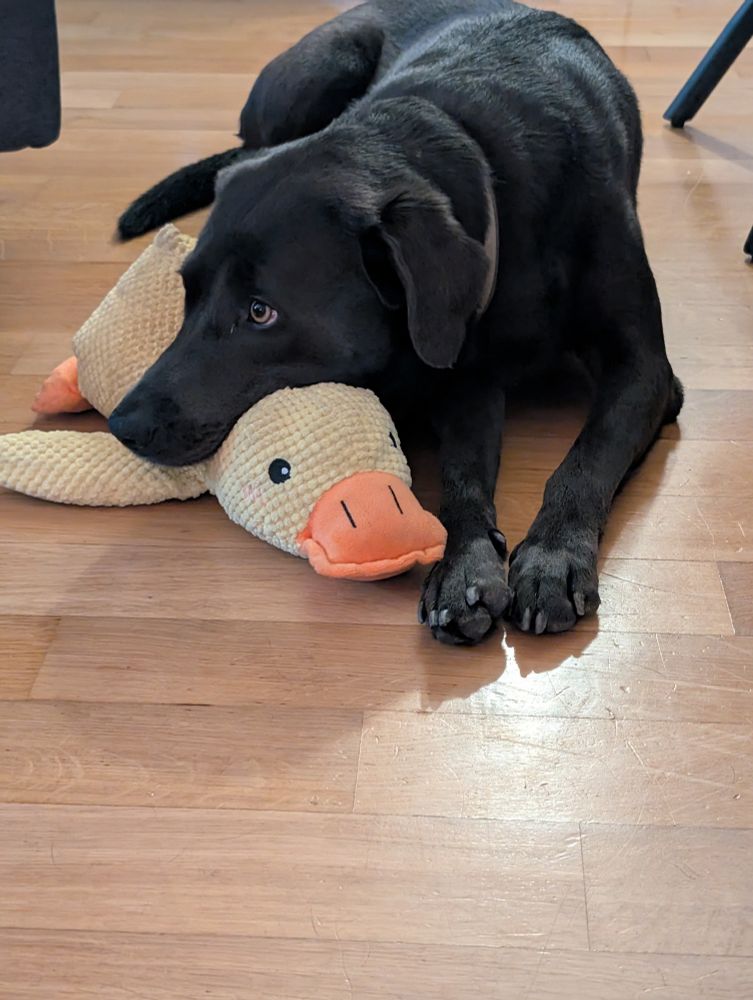 Labrador liegt auf dem Boden mit einer gelben Stoffente. Sie hat den Kopf auf dem Nacken der Ente abgelegt. 