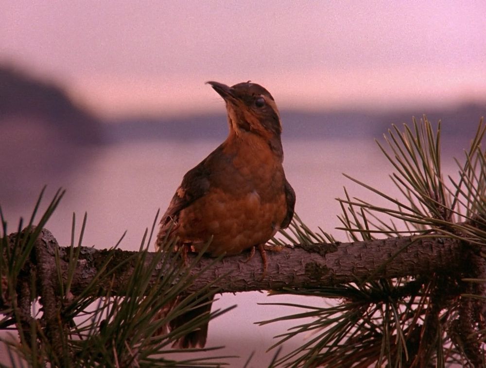 Bird, Twin Peaks intro