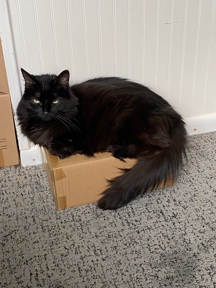 A long haired, espresso colored cat glaring while laying on a small cardboard box 
