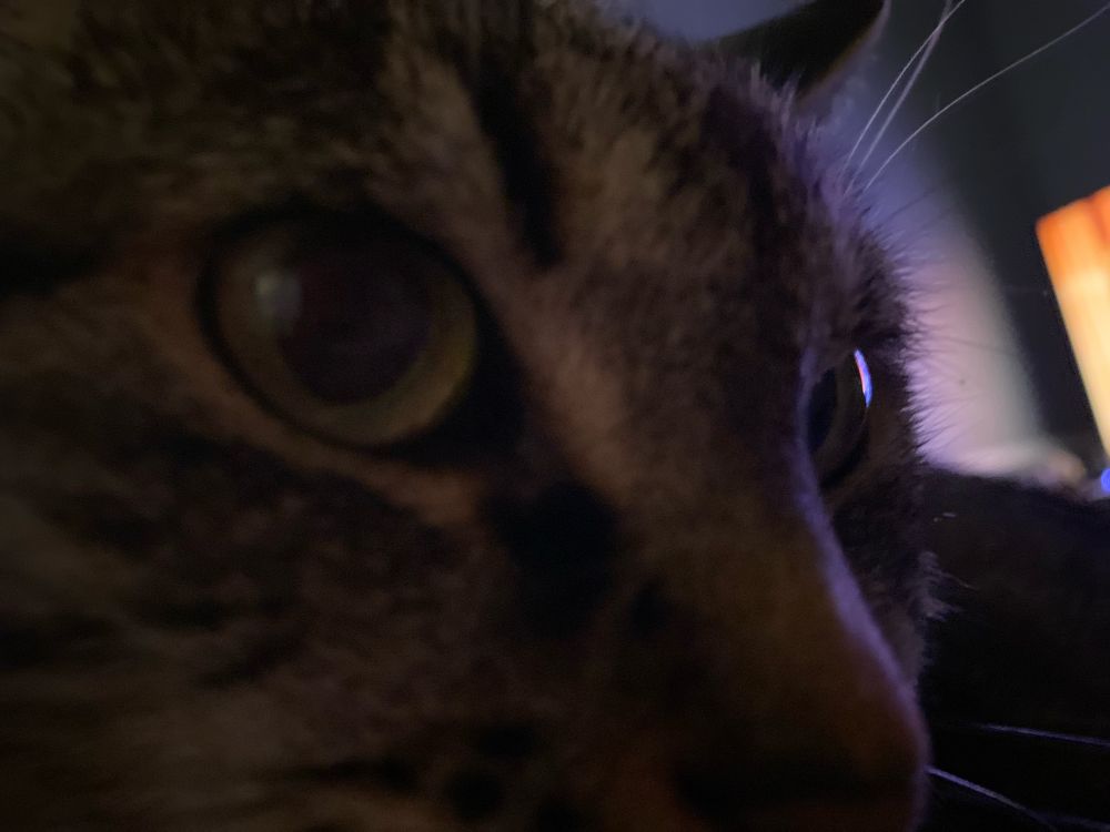 Extreme close up on the face of a gray and brown tiger striped cat 