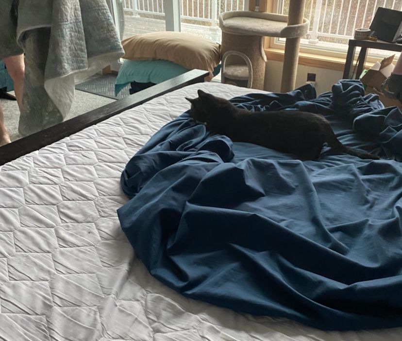 Our cat dropped a mouse in our bed. The grey cat is digging in the navy sheet pooled in the middle of the bed 