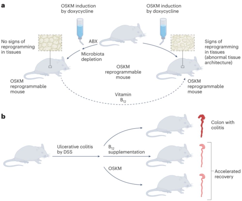 Vitamin B12 emerges as key player during cellular reprogramming - Nature Metabolism