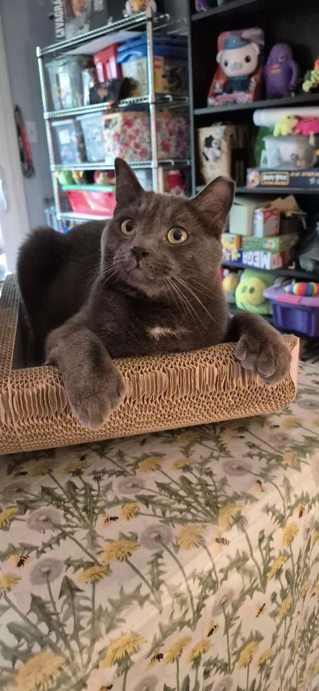 Pawlie, the grey polydactyl kitty, says report the accounts with gory pet pics trying to play your emotions for money. Pawlie loves you ❤️ 
