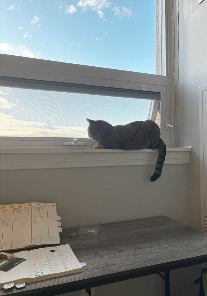 Tabby cat looks at the blue sky out a window. Underneath the window, a desk that's only being half used.