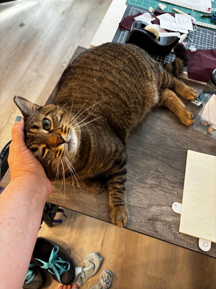 Tabby cat lying on a desk being cuddled.