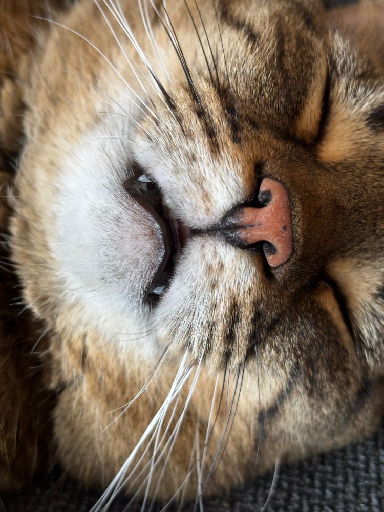 Close up of a sleeping tabby cat's face, featuring closed eyes, pink nose, and slightly open mouth revealing TEENSITY FANGS