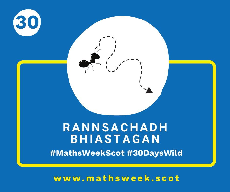 A colourful graphic with a blue background and a yellow frame. Overlapping the top of the frame is a white circle with a picture of a an ant with a dotted lined showing the path it's walking. Inside the yellow frame are the Gaelic words "Rannsachadh Bhiastagan" and the hashtags #MathsWeekScot and #30DaysWild. Under the frame is the Maths Week website URL.