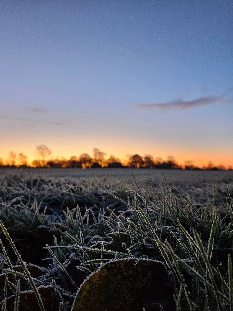 Feldblick. Froschperspektive. Frost auf dem Rasen. Dahinter orangeblauer Himmel. 