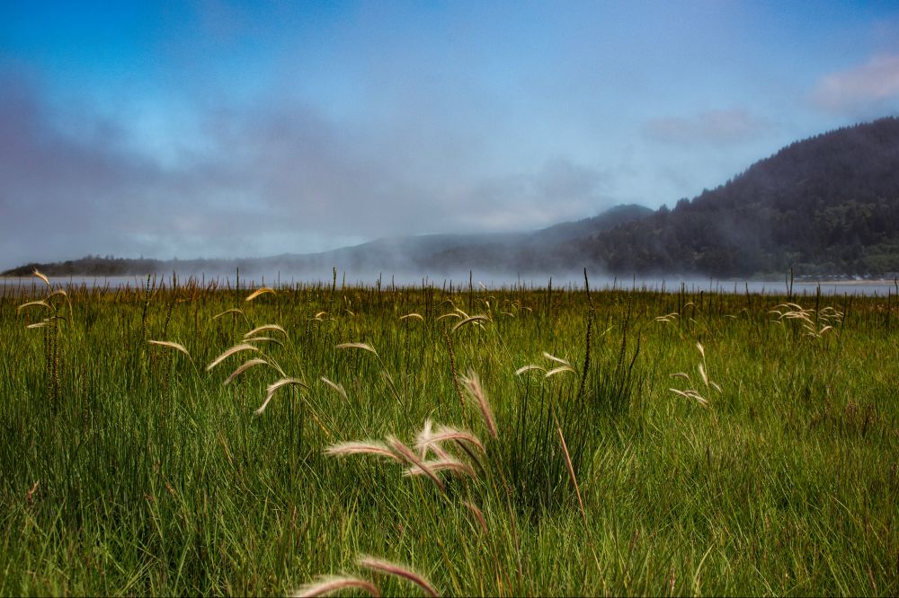 grassland near a beach