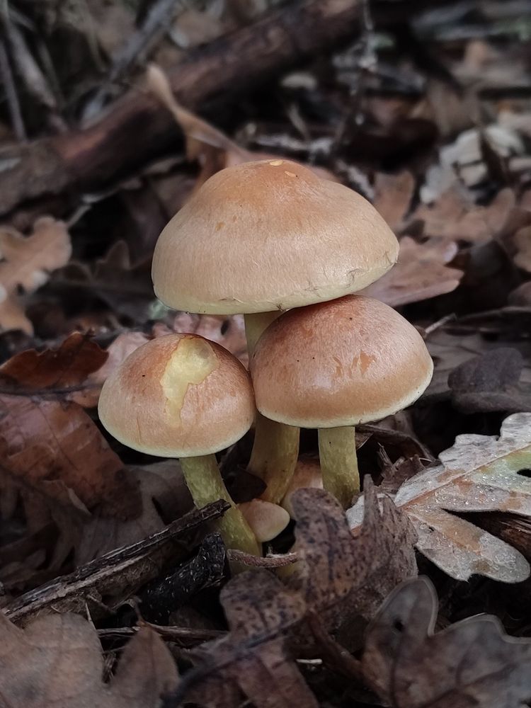 Fungos medrando entre follas de carballo caídas ao chan

Fungi growing between oak leaves on the ground