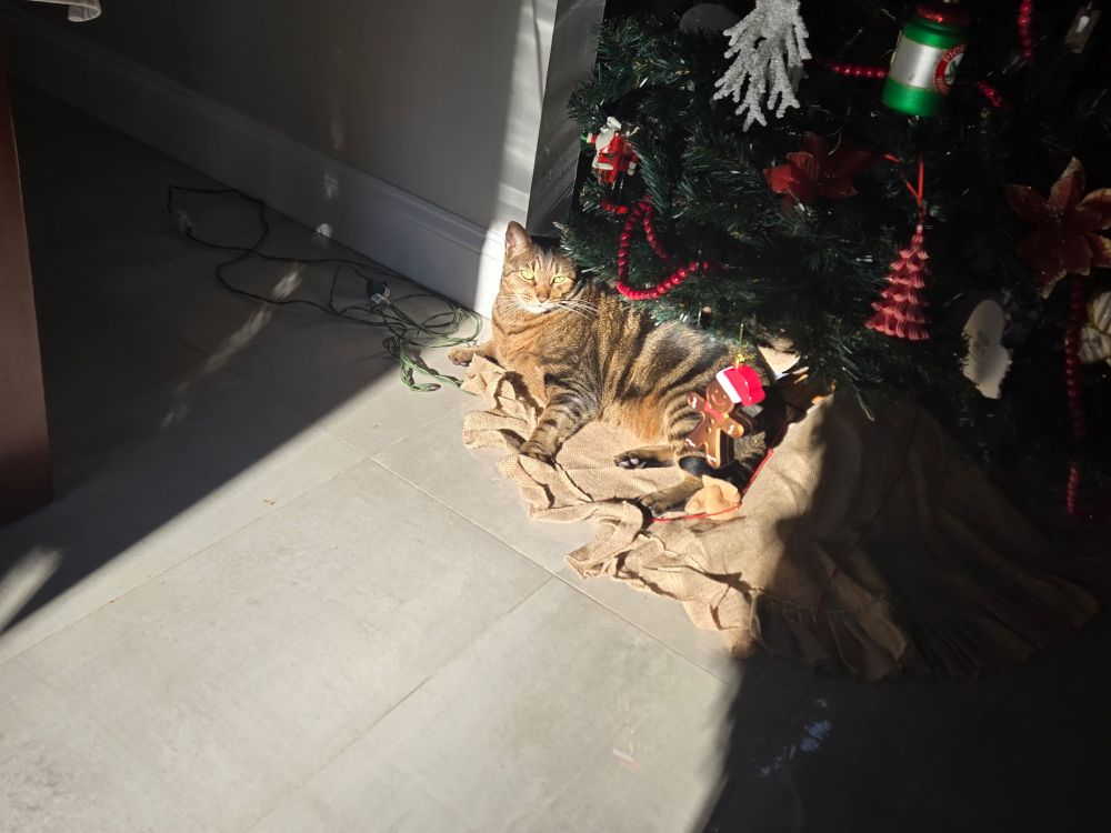 Two cats but maybe the other cat because I can't tell hanging out under the Christmas tree lol. My wife took these pictures so I don't know who is who lol.