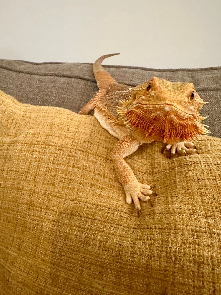 A photo of an orange bearded dragon standing on top of a yellow pillow on a gray sofa. She is facing the camera and her front feet look like they have pale little gloves on as they are almost ready to shed (half of her tail is also faded)