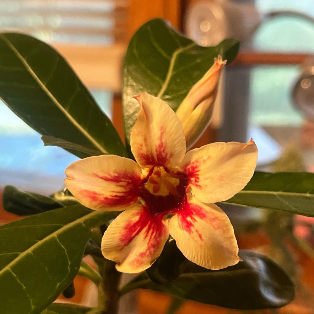 5 petaled white flower with splashes of reddish pink. This plant has a caudex and loves the heat. As you might guess from the name:) 