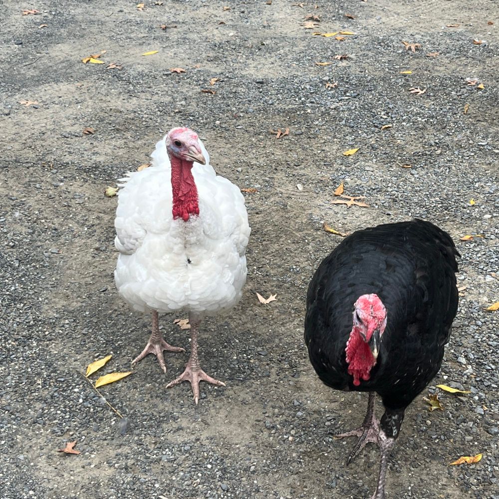 Yin and yang of turkeys (white and black) 