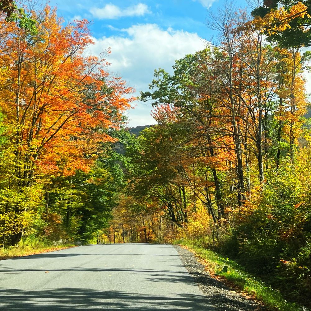 Paved road leading into Orange and green trees 