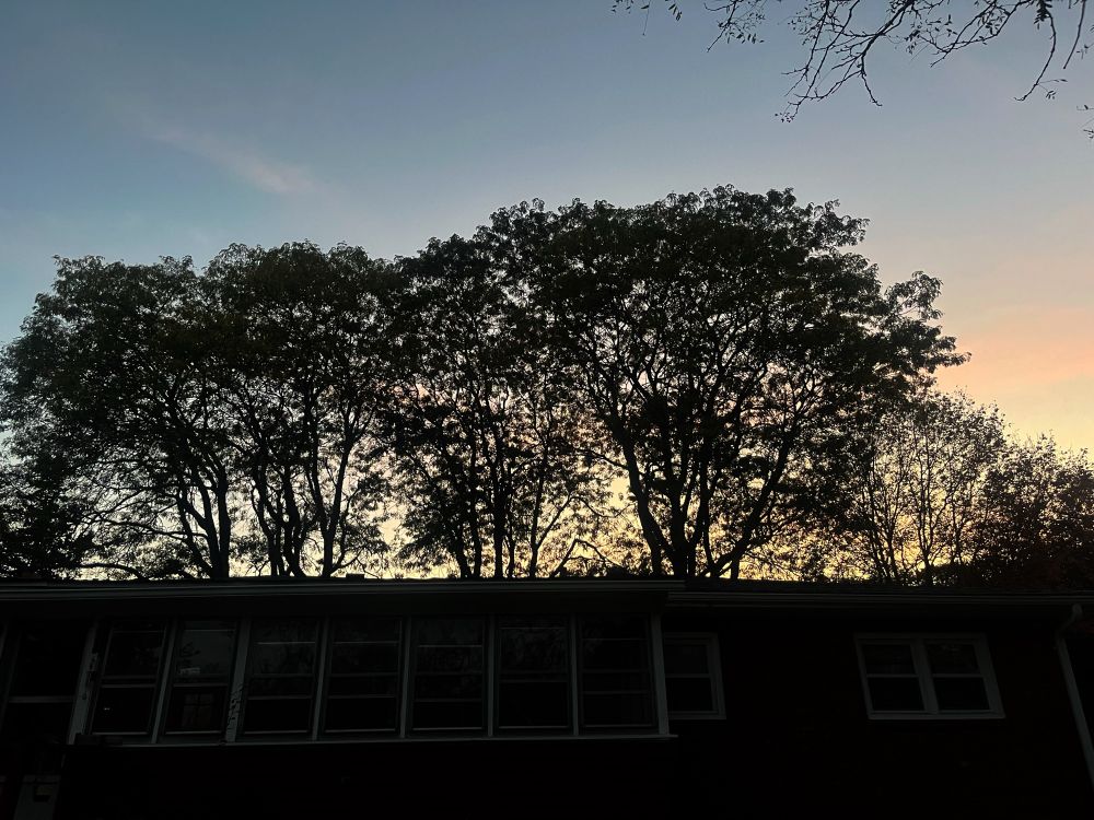 Tree silhouettes towering above a house against a pink streaked sky 