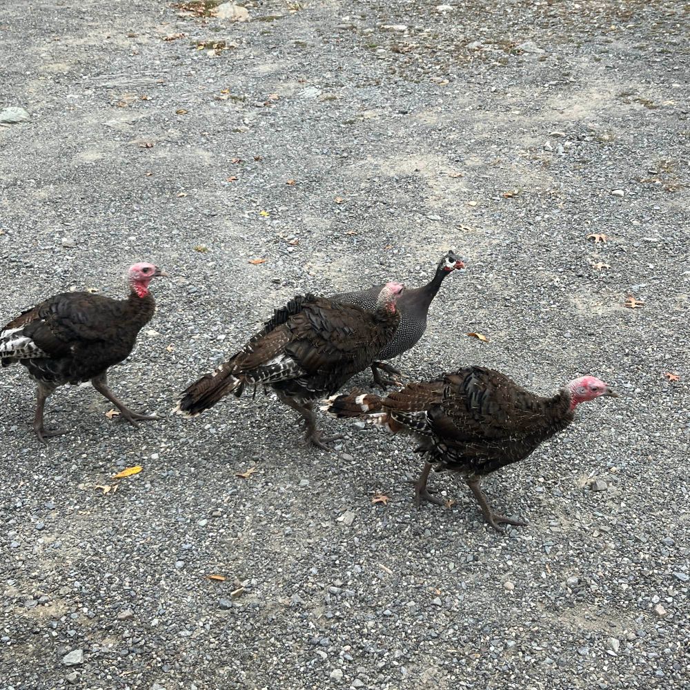 Some young turkeys and a guinea hen who lost her baby to a predator. She has stopped calling for it since she runs with them. 