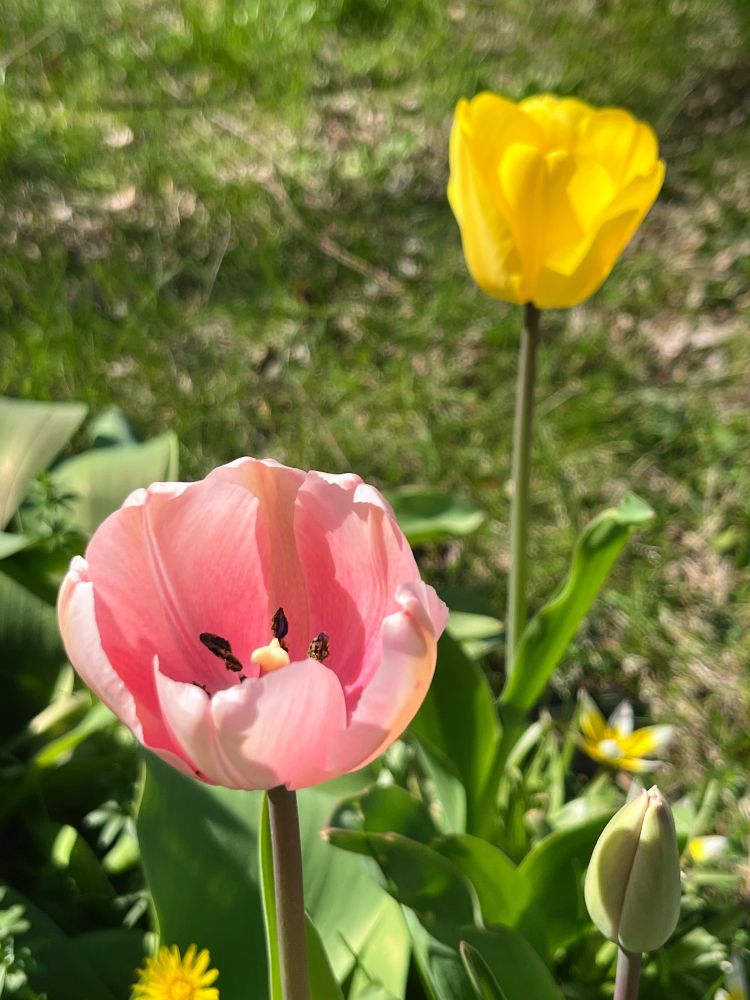 Pink tulip with yellow tulip in background 