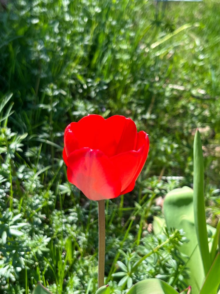 Bright red tulip against a backdrop of greenery 