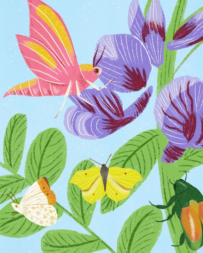 An illustration of a white moth, a pink moth, a yellow butterfly and a green and orange beetle. They are on a plant with purple flowers. 