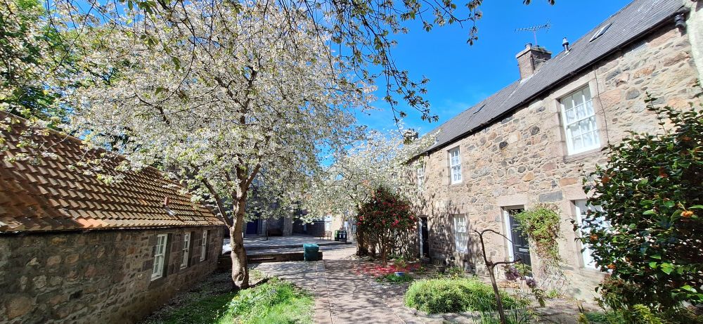 White blossom  on a street of 16/17th century houses.