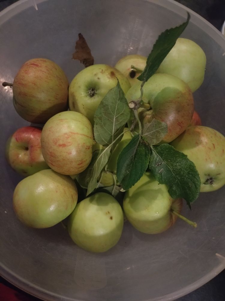 A plastic bowl full of small green apples, some reddened by the sun. A couple still have leaves attached to the stalks.