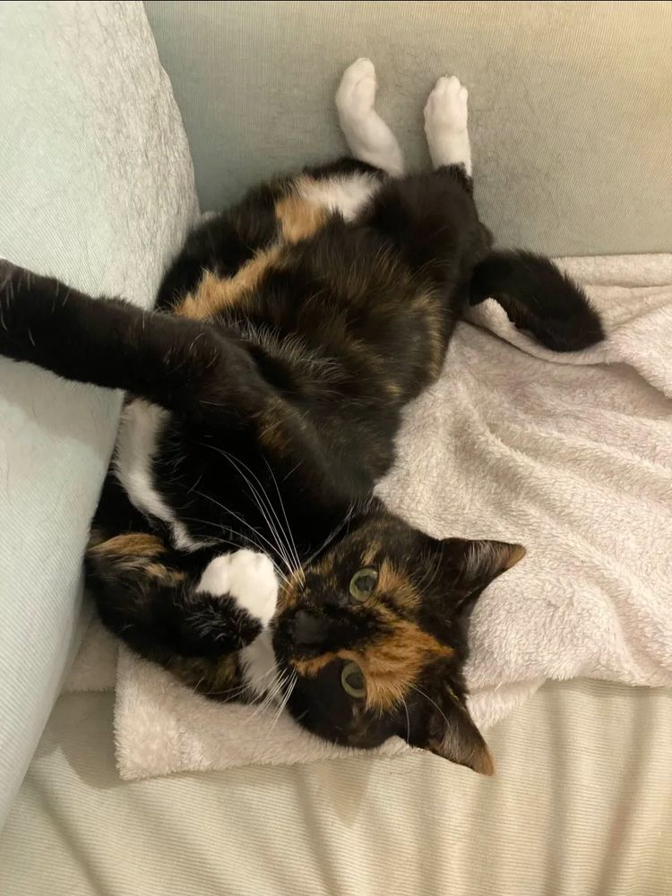 A photo of a tortoiseshell cat with white paws and some white on her belly. She's laying on her back in the corner of a couch, one front paw stretched out and one near her chin. 